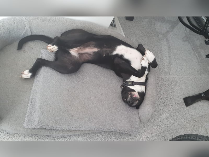 BLANCA ❤️ Sonnenschein Familienhündin, Pflegefamilie Bochum