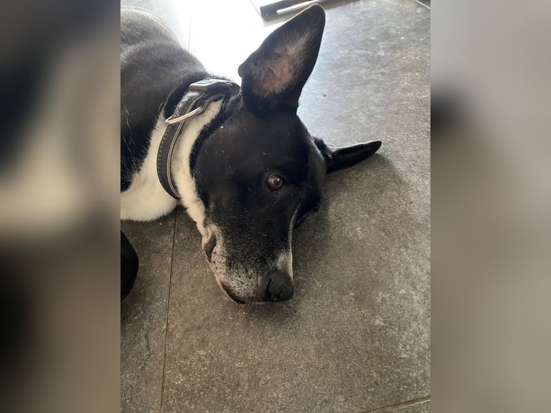 BLANCA ❤️ Sonnenschein Familienhündin, Pflegefamilie Bochum