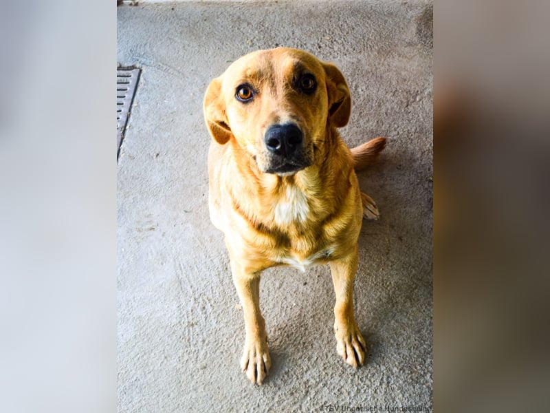 Greta – Sanfte Retriever-Mischlingshündin sucht ihr Für-immer-Zuhause