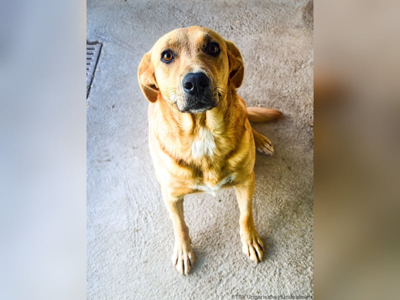 Greta – Sanfte Retriever-Mischlingshündin sucht ihr Für-immer-Zuhause