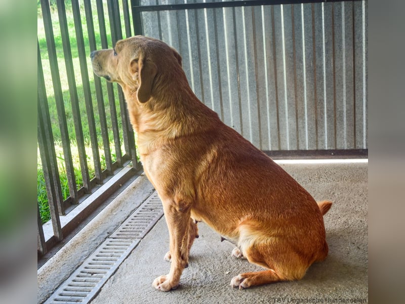 Greta – Sanfte Retriever-Mischlingshündin sucht ihr Für-immer-Zuhause