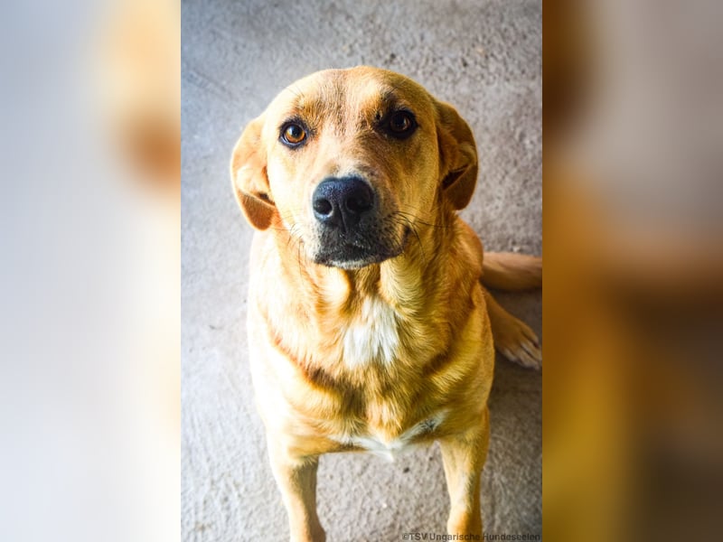 Greta – Sanfte Retriever-Mischlingshündin sucht ihr Für-immer-Zuhause