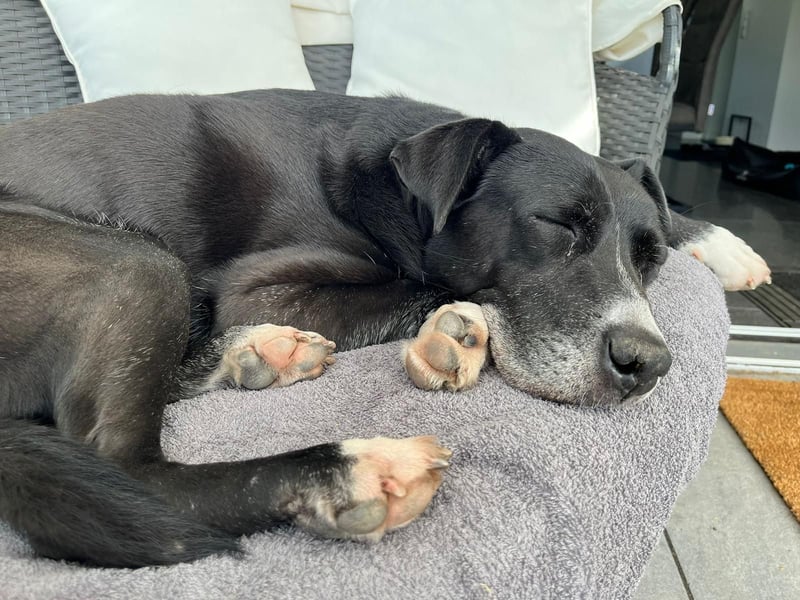 BLANCA ❤️ Sonnenschein Familienhündin, Pflegefamilie Bochum