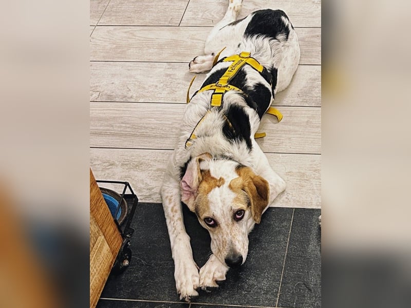 Anouk: Menschen mit Herz und Hund gesucht