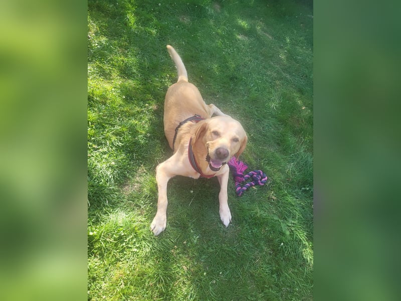 Cirilo: sucht Streichelhände und Garten