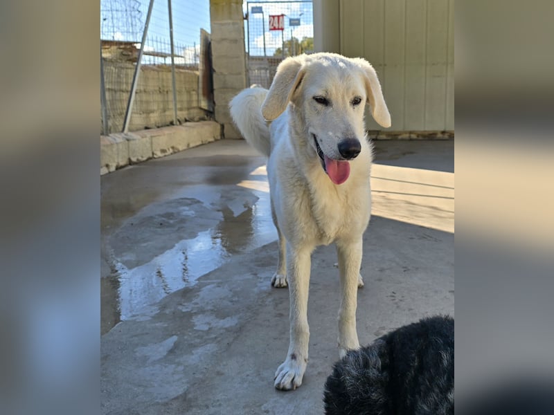 Teo:  er wäre gern Familienhund
