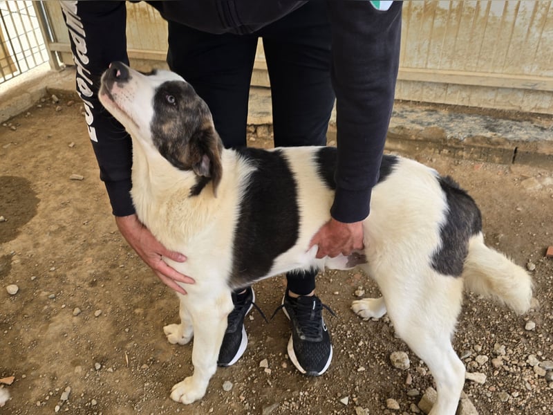 Carlo: ihn muss man lieb haben