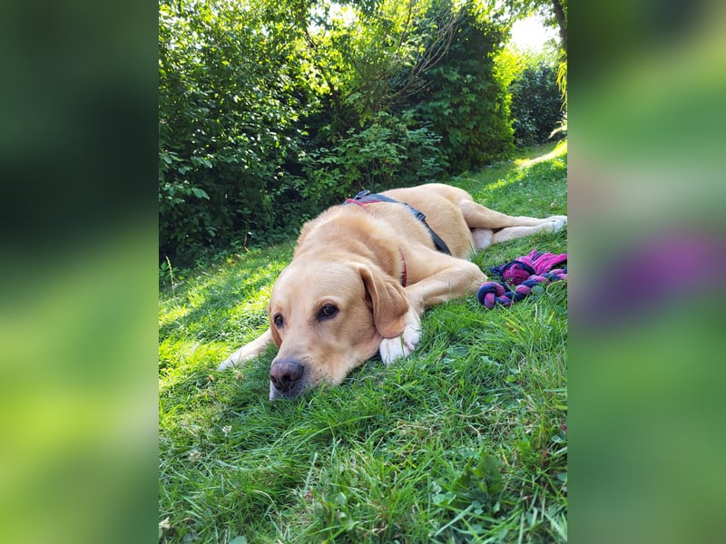 Cirilo: sucht Streichelhände und Garten