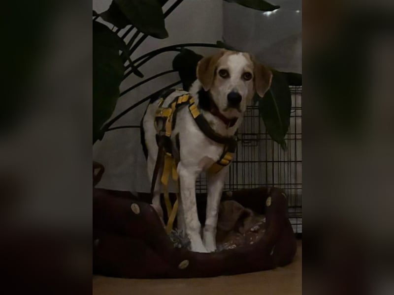 Anouk: sucht Liebe und Geborgenheit