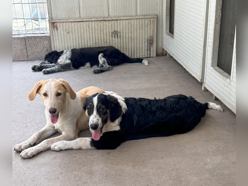 Trilly: ein Schatz für die ganze Familie