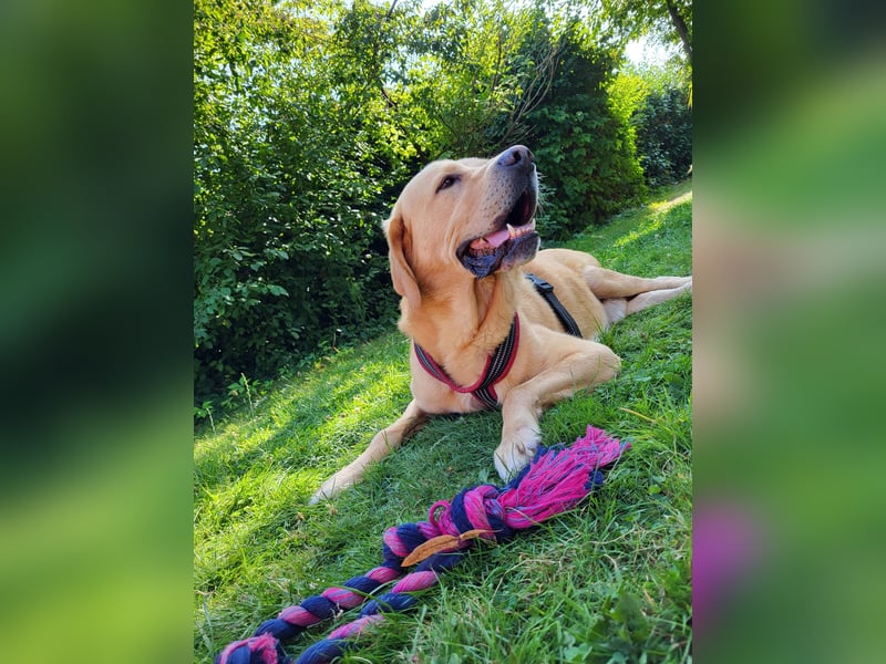 Cirilo: wünscht sich einen Garten und 1000 Streichelhände