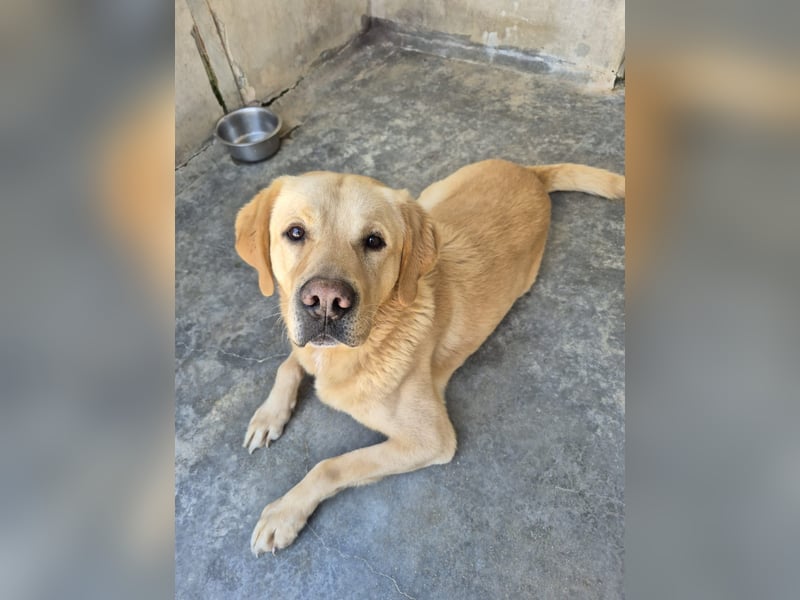 Cirilo: wünscht sich einen Garten und 1000 Streichelhände