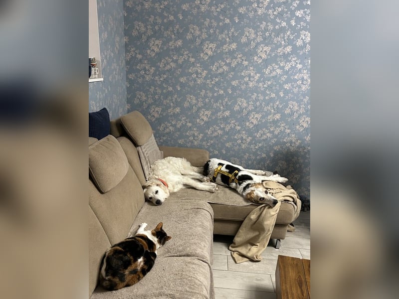 Anouk: Menschen mit Herz und Hund gesucht