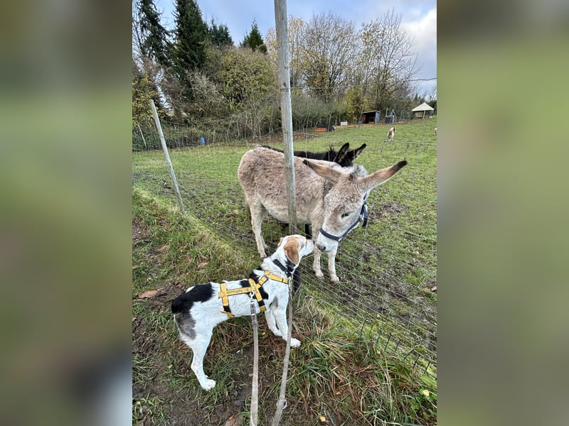 Anouk: Menschen mit Herz und Hund gesucht