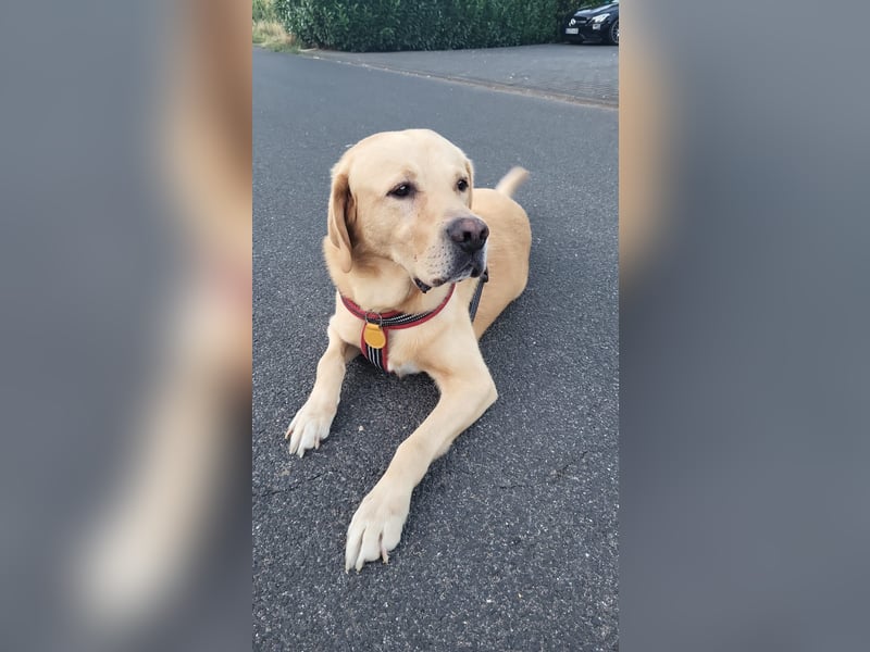 Cirilo: sucht Streichelhände und Garten