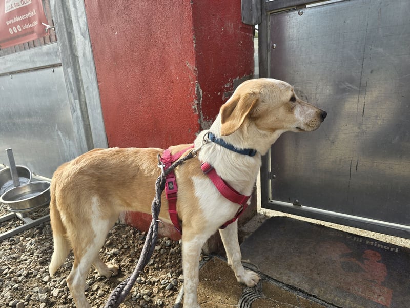 Trilly: ein Schatz für die ganze Familie