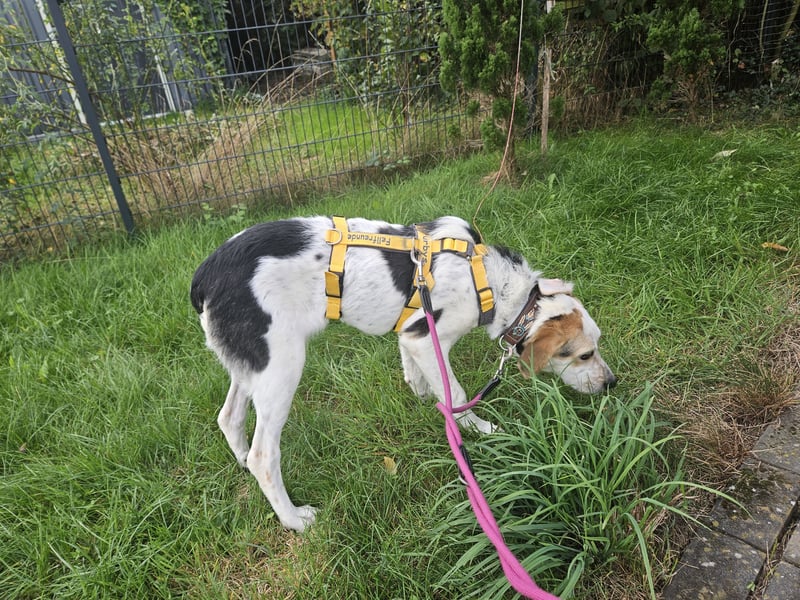 Anouk: suche Herzensmensch mit Hund