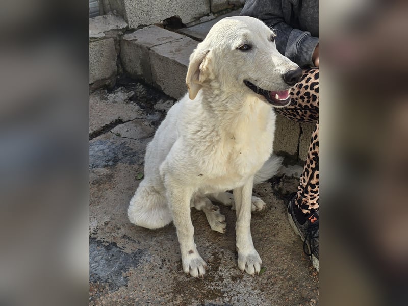 Teo:  er wäre gern Familienhund