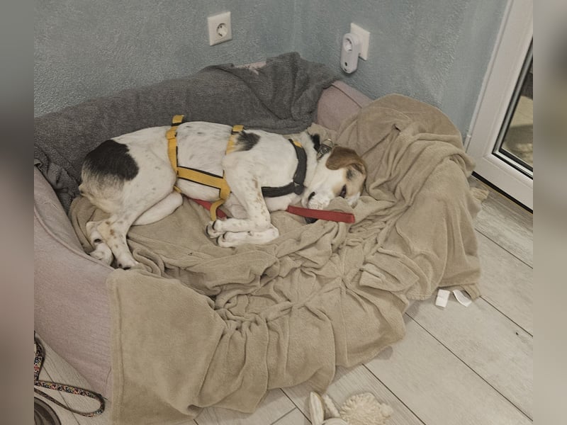 Anouk: suche Herzensmensch mit Hund