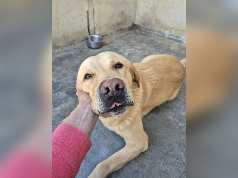 Cirilo: sucht Streichelhände und Garten