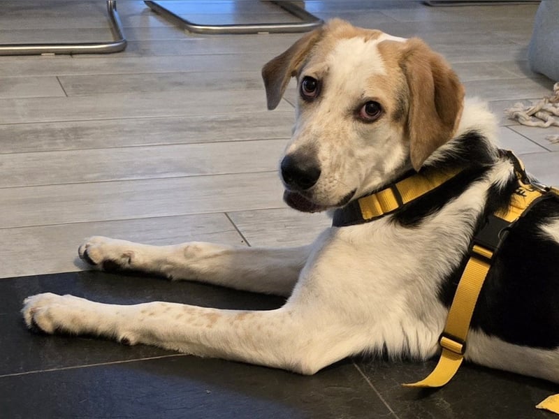 Anouk: suche Herzensmensch mit Hund