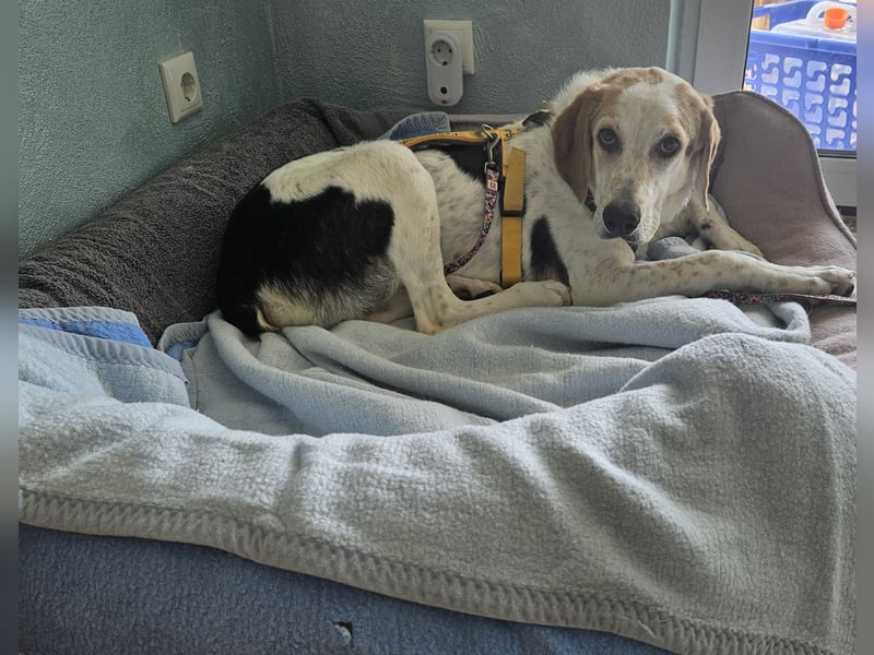 Anouk: suche Herzensmensch mit Hund