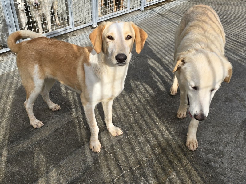 Trilly: ein Schatz für die ganze Familie