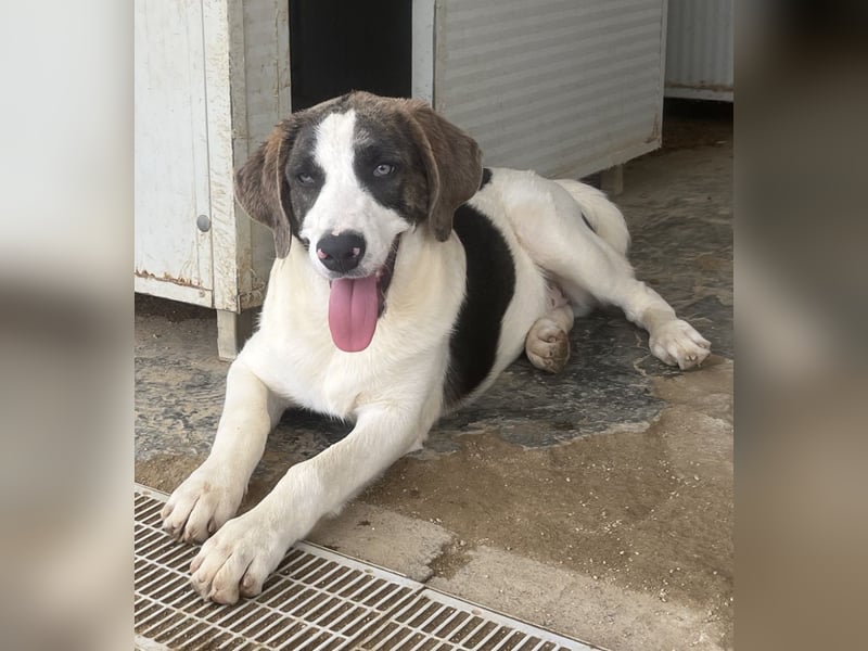 Carlo: was will man mehr?