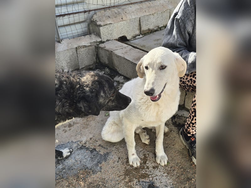 Teo:  er wäre gern Familienhund