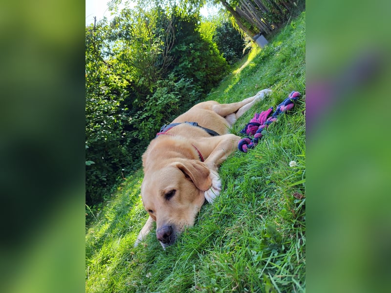 Cirilo: wünscht sich einen Garten und 1000 Streichelhände