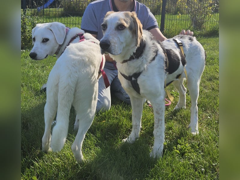 Anouk: suche Herzensmensch mit Hund