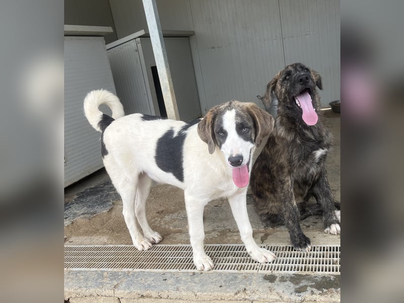 Carlo: was will man mehr?