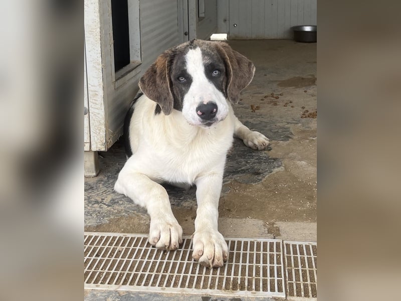 Carlo: ihn muss man lieb haben