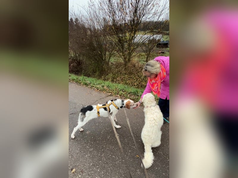 Anouk: Menschen mit Herz und Hund gesucht