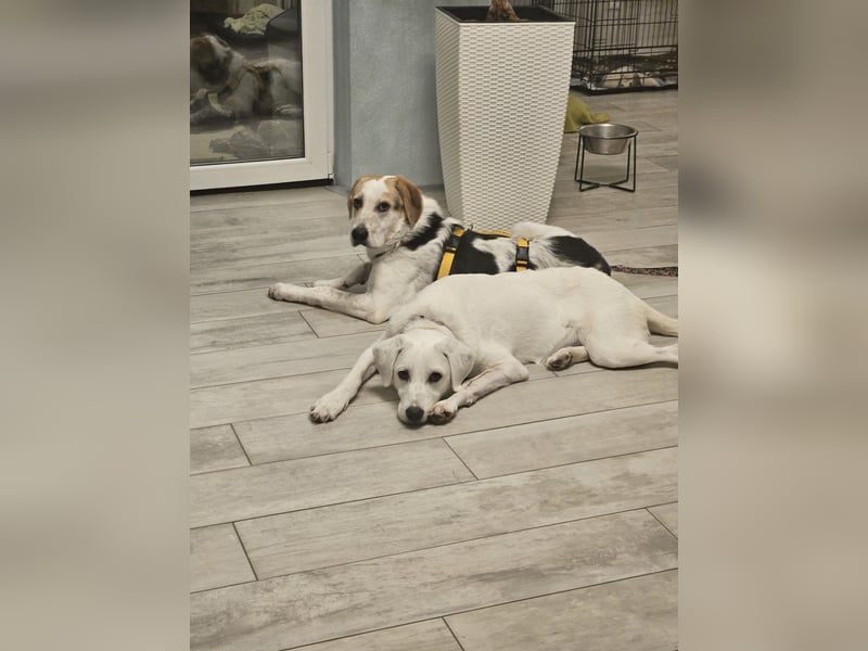 Anouk: suche Herzensmensch mit Hund