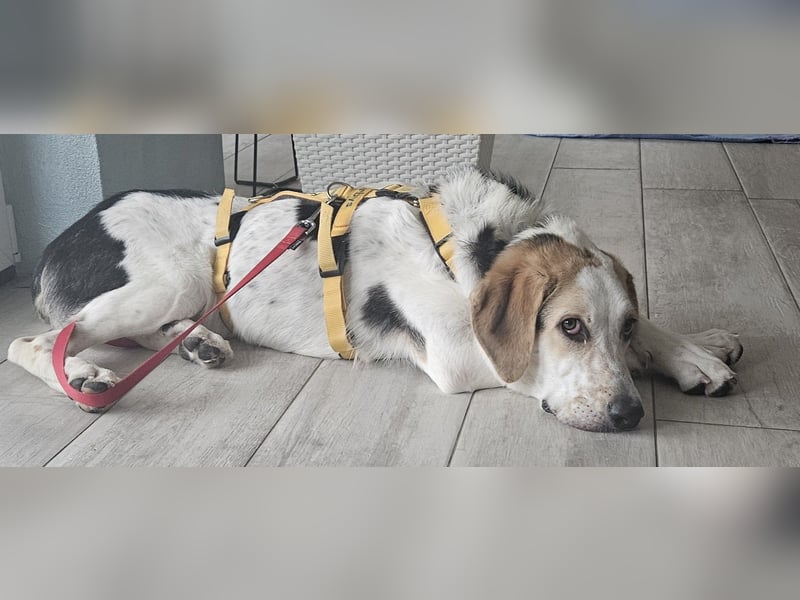 Anouk: suche Herzensmensch mit Hund