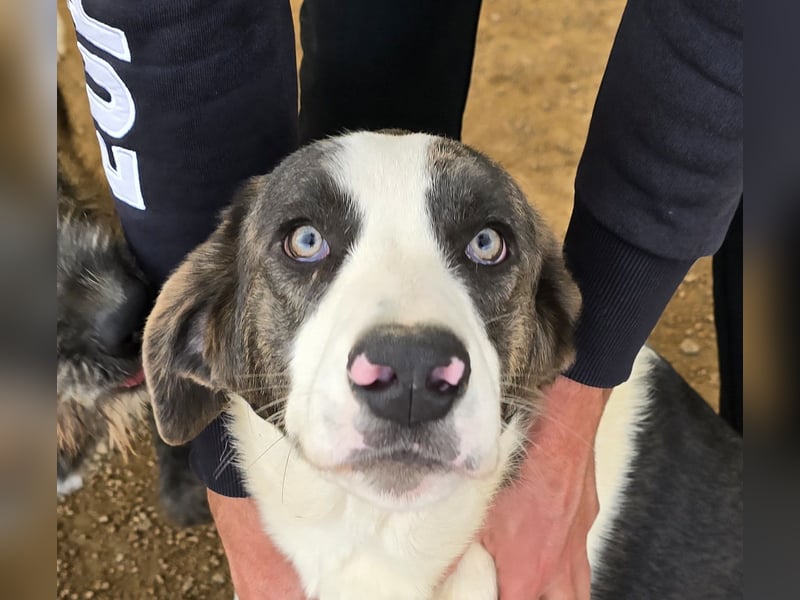 Carlo: ihn muss man lieb haben