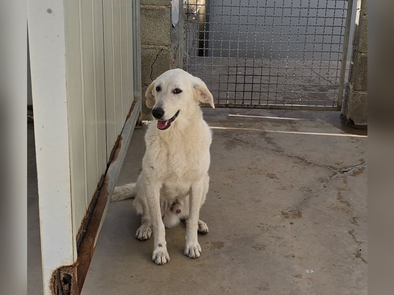 Teo:  er wäre gern Familienhund