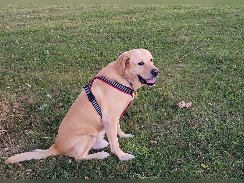 Cirilo: sucht Streichelhände und Garten