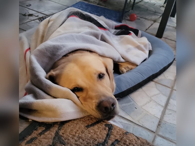 Cirilo: sucht Streichelhände und Garten