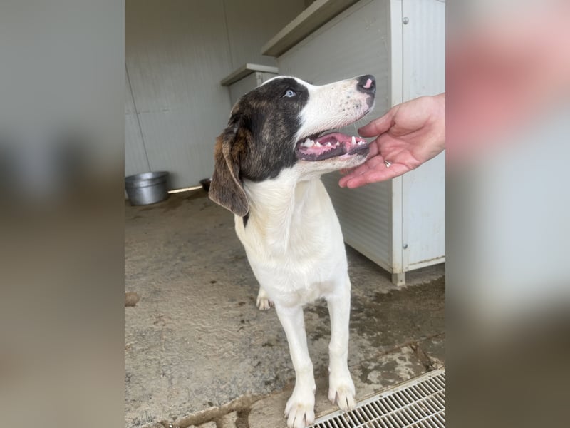 Carlo: ihn muss man lieb haben