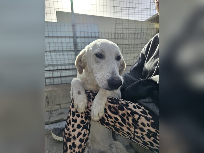 Teo:  er wäre gern Familienhund