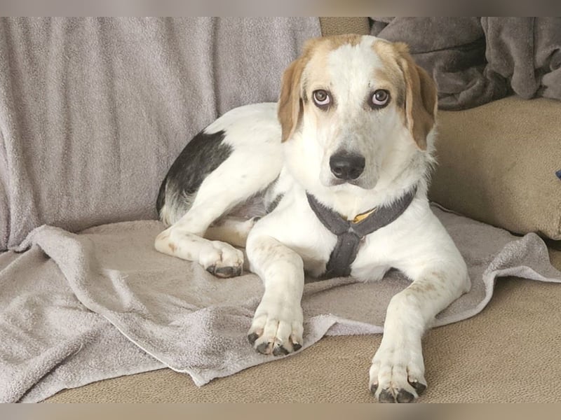 Anouk: suche Herzensmensch mit Hund