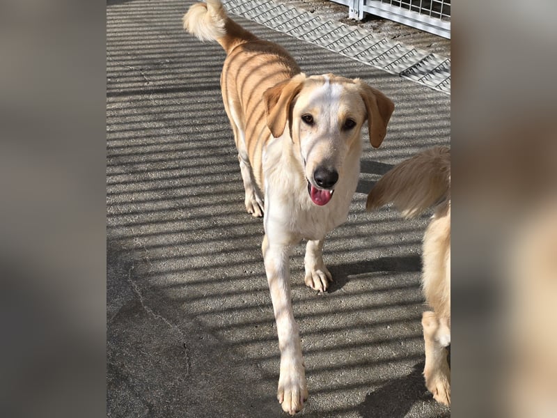 Trilly: ein Schatz für die ganze Familie