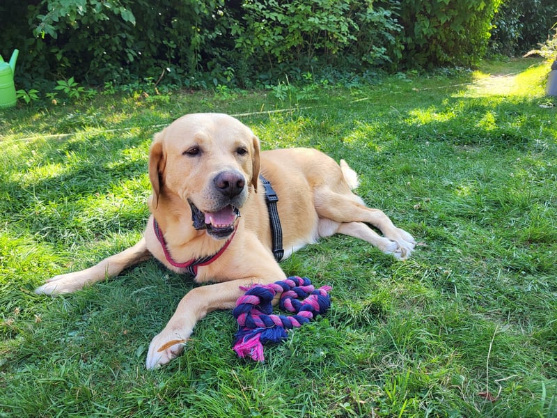 Cirilo: wünscht sich einen Garten und 1000 Streichelhände
