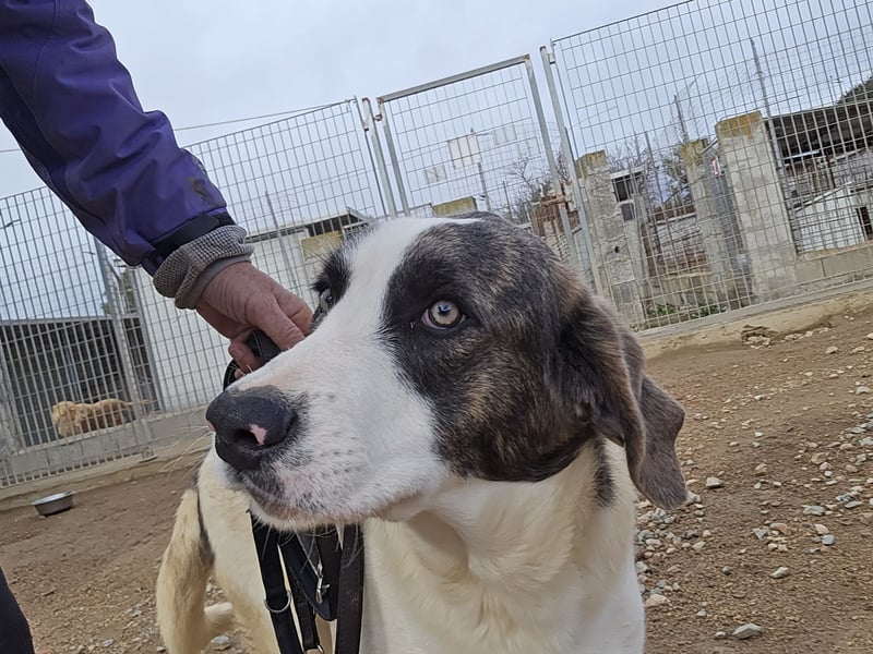 Carlo: was will man mehr?