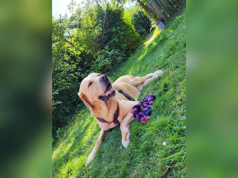 Cirilo: wünscht sich einen Garten und 1000 Streichelhände