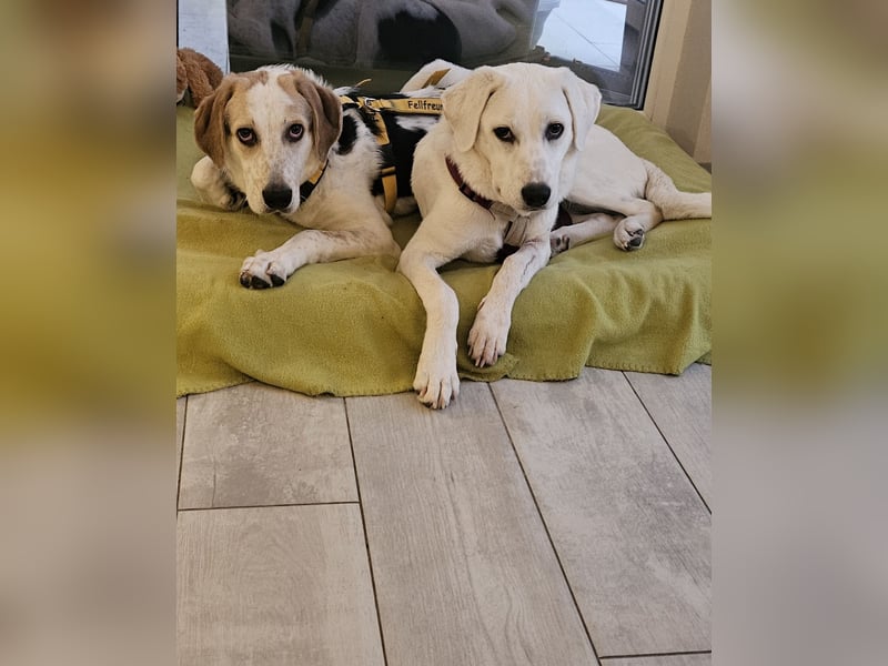 Anouk: Menschen mit Herz und Hund gesucht