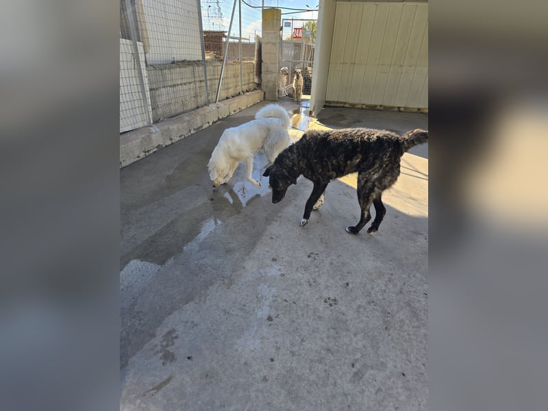 Teo:  er wäre gern Familienhund