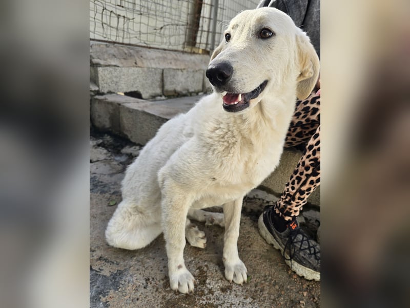 Teo:  er wäre gern Familienhund